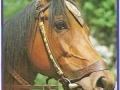 Pferde-Portrait-72-C-817