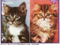Tiere-Katzen-Portraits-72-C-759