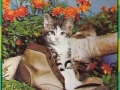 72-B-421-Katze-
