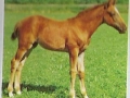 75-B-329-Fohlen