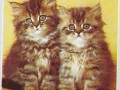 75-B-329-Katzen