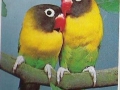 75-B-329-Papageien