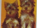 75-B-329-Yorkshire-Terrier