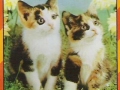 76-A-767-Hauskatzen