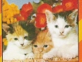 76-A-767-Katzen