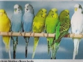 76-B-930-Wellensittiche