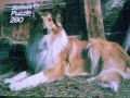 Collie-76-C-888