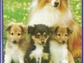 Hundefamilie-73-B-271