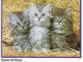 Katzen-Drillinge-72-C-809