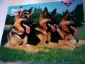 Schaeferhund-Trio-74-B-171