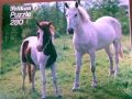 Schimmel-und-shetlandpony-76-C-227