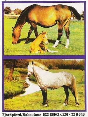 Tiere-Fjordpferd-Holsteiner-72-B-645