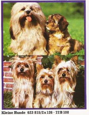 Tiere-Kleine-Hunde-72-B-108