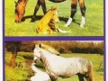Tiere-Fjordpferd-Holsteiner-72-B-645