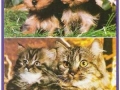 Tiere-Hunde-Katzen-72-C-775