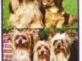 Tiere-Kleine-Hunde-72-B-108
