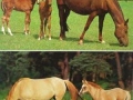 Tiere-Pferde-Familien-76-C-862