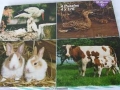 Tiere-Rund-um-den-Bauernhof-74-C-526
