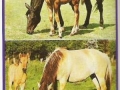 Tiere-Stute-und-Fohlen-72-C-767