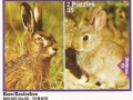 Hase-Kaninchen-72-B-975