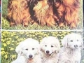 Hundebabies-74-B-213
