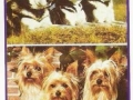 Huskys-Yorkshire-Terrier-72-B-967