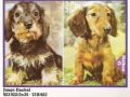 Junge-Dackel-72-B-983