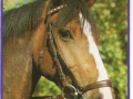 Oldenburger-72-C-858