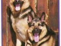 Schaeferhunde-73-B-354