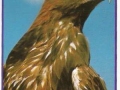 Steinadler-74-C-534