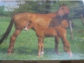 Trakehner-Stute