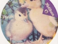 Junge-Enten-76-A-379