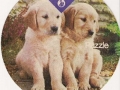 Pyrenaeenhunde-75-A-370