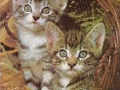 Tiere-Kaetzchen