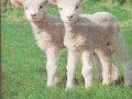 Tiere-Laemmer