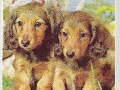 Tiere-Langhaardackel