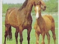 Tiere-Stute-mit-Fohlen