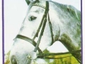 Arabisches-Vollblut-72-B-561
