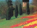Tulpenbluete-Insel-Mainau