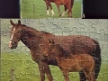 Pferd