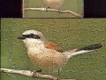 3-Spatz