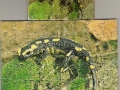 4-Feuersalamander