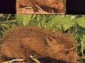 5-Fuchs