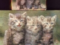 2-Katzen