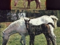 4-Pferd