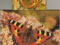4-Schmetterling