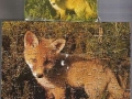 5-Fuchs
