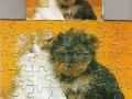 1-Hund-und-Katze