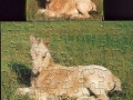 2-Pferd