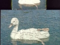 4-Schwan